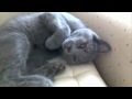Chartreux