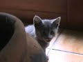 Tira the cat