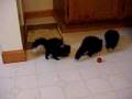 baby-skunks-June-200