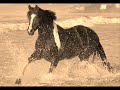 The Beauty Of Horses The Beauty Of Horses