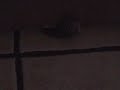 My Cat