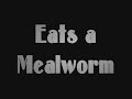 solifugid solpugid arachnid camel sun child of the earth spider wind scorpion false haarskeerder jagspin galeodes granti