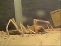 Camel Spider / Solifugid eats a Mealworm