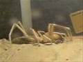 Camel Spider / Solifugid eats a Mealworm