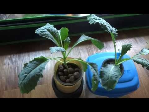 how to grow dinosaur kale