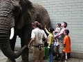 Elephant Encounter Jalowsky Anthony