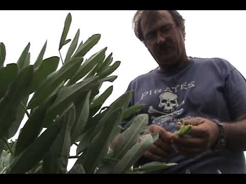 how to harvest fava beans