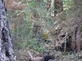 Killer tree