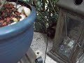 Rufus u Shi auf der Terrasse