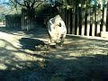 Nashorn im K�lner Zoo