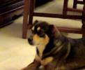 benny il cane canterino