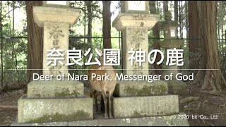 Deer of Nara Park, Messenger of God