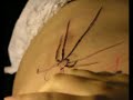 Tattoo Latrodectus Por Carlos Cabral Tattoo Latrodectus Por Carlos Cabral