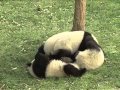 Kung-fu Pandas Part 3