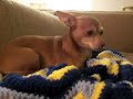 Upset chihuhua Upset chihuhua