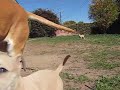 pitbull charge pitbull charge