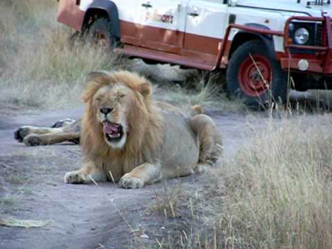 MALE LION YAWN