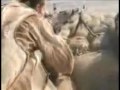 Afganistan- konflikt View Video