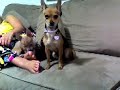 g dogs part 2 g dogs part 2