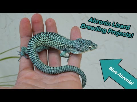 YouTube reptile video