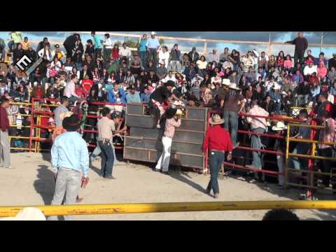 toros