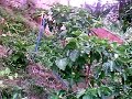 NONI COLATINA/ES - (DEUSA DAS FRUTAS) MORINDA CENTRIFOLIA -