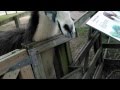 NOKIA Lumia feeding LLama.mp4