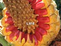 MEDITATION ON LOVE - INTERCONNECTEDNESS