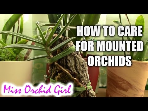 how to fertilize mounted orchids