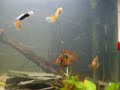 mijn zuid-amerikaans aquarium 50x30x30 mijn zuid-amerikaans aquarium 50x30x30