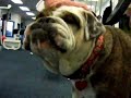 Critter Cam Critter Cam
