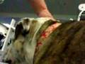Critter Cam