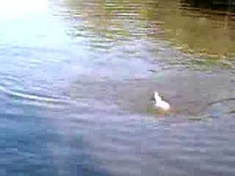 Oklahoma Spoonbill Fishing / Snagging