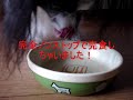 Click here to watch this video 無添加ドッグフード安心
