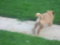 Baby Puumba (Chow chow)