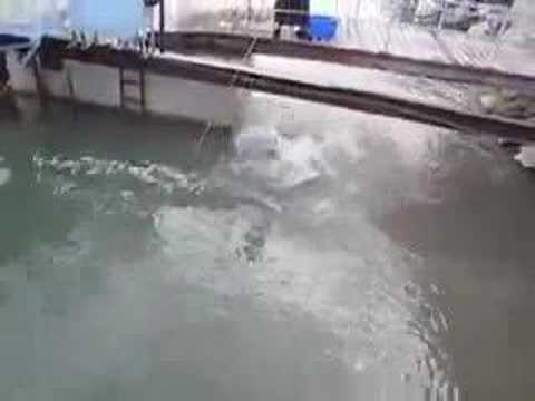 George the giant Groper - Port Douglas