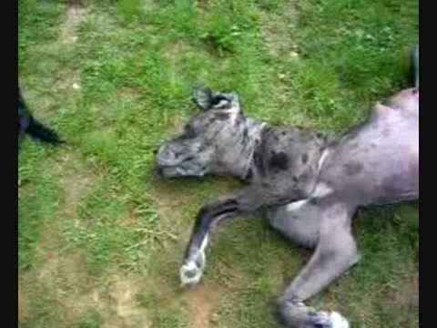 dogue allemand
