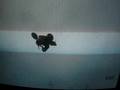 videos de Gta IV action