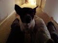 Missy and Cricket Do Nothing