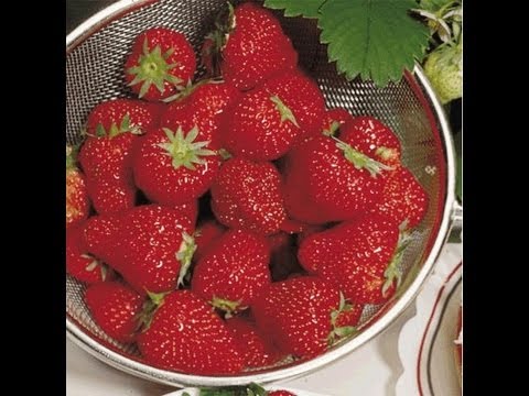 how to replant strawberry runners