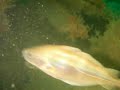 Plongée sur l'épave du Tokomaru (Le havre)