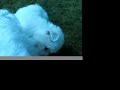 Quincy the westie Dog Quincy the westie Dog