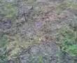 Rain, lamb and grayling not...