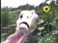 Turkeys Attack! Turkeys Attack!