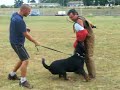 Entrenado batida de biombo con rott