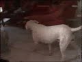 Mon dogue argentin recherche le biscuit Mon dogue argentin recherche le biscuit