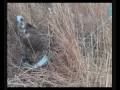 videos de Volando halcones Parte 1 CETRERIA