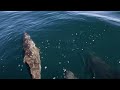 Video highlight from our trip to Loreto over the holiday break: Dolphins http://t.co/qFBLNixU