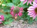 Hummingbird Moth - July 2007