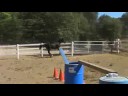 Elysium 2007 Hanoverian colt for sale